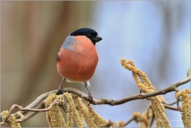 <p>HÝL OBECNÝ (Pyrrhula pyrrhula) Šluknovsko - Jiříkov ------- /Eurasian bullfinch - Gimpel/</p>